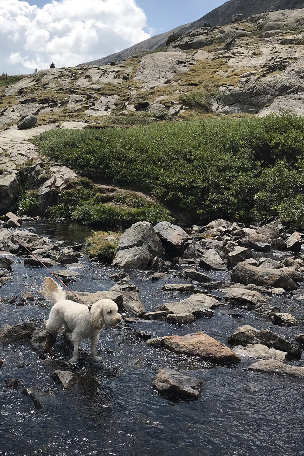 photo of shona in a stream