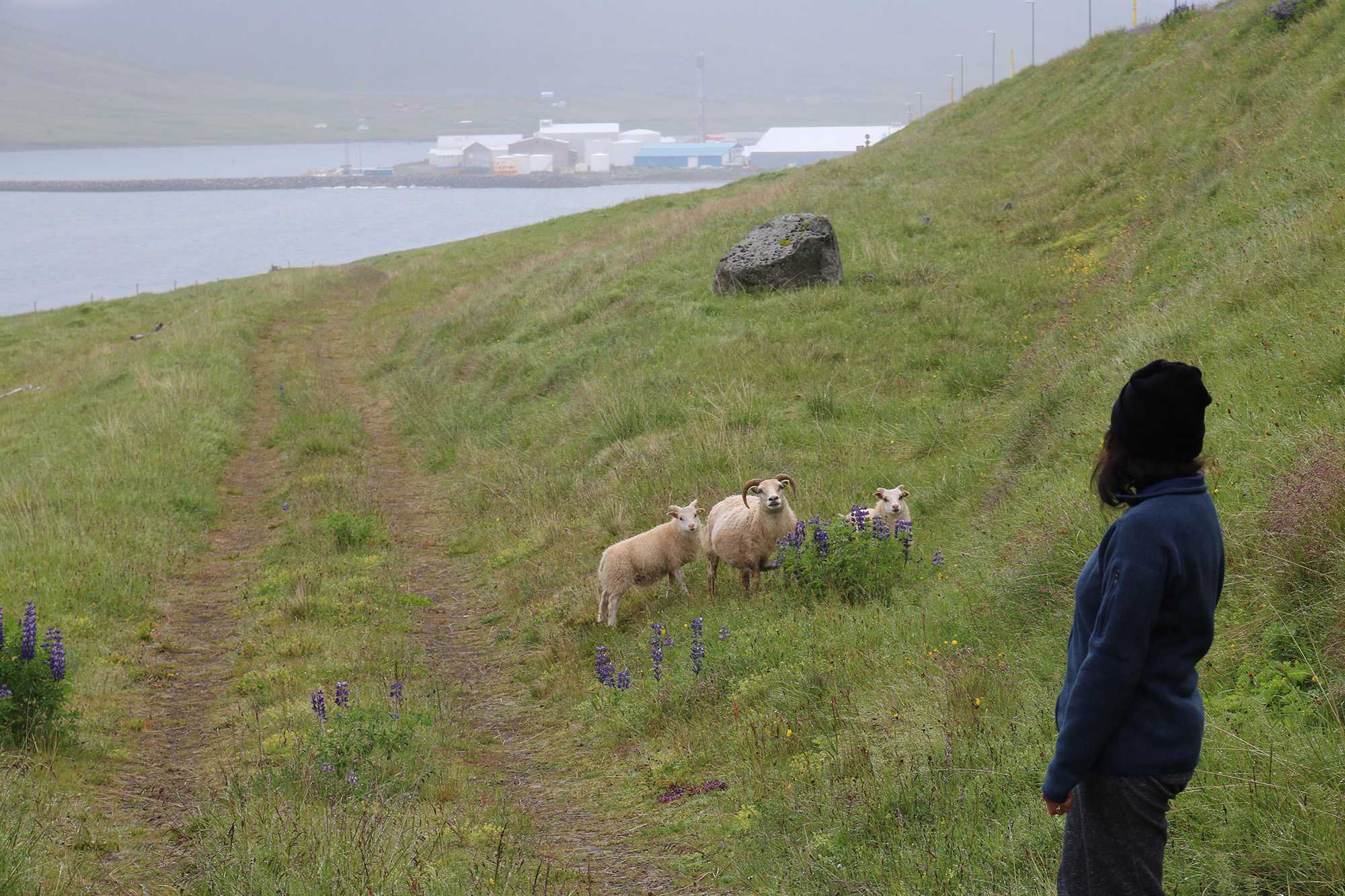 photo of sheeps in a meadow