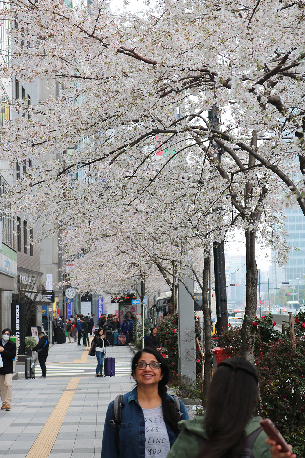 photo of sakuras